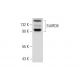 StARD8 Antibody (A-8) - Western Blotting - Image 74404