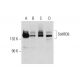 StARD8 Antibody (A-8) - Western Blotting - Image 128918 
