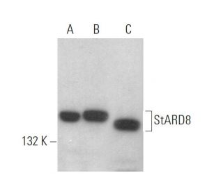 StARD8 Antibody (A-8) - Western Blotting - Image 372532 