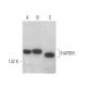 StARD8 Antibody (A-8) - Western Blotting - Image 372532 