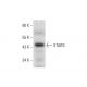 STARS Antibody (E-9) - Western Blotting - Image 291928