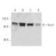 Stat1 Antibody (ATO-4E9) - Western Blotting - Image 19256 
