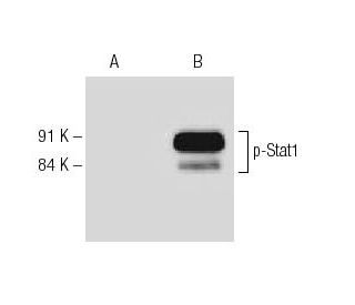 p-Stat1 Antibody (pY701.4A) - Western Blotting - Image 127548