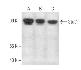 western blotting image from recommended Stat1 (C-136) monoclonal antibody replacement. Image 349981