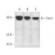 western blotting image from recommended Stat1 (C-136) monoclonal antibody replacement. Image 349981