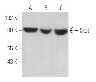 western blotting image from recommended Stat1 (C-111) monoclonal antibody replacement. Image 373009