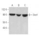 western blotting image from recommended Stat1 (C-111) monoclonal antibody replacement. Image 373009