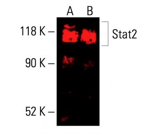 Stat2 Antibody (A-9) - Western Blotting - Image 416201