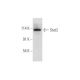 western blotting image from recommended Stat2 (B-3) monoclonal antibody replacement. Image 316297