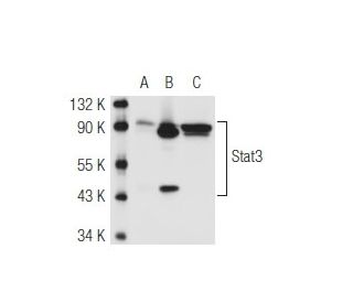 Stat3 Antibody F 2