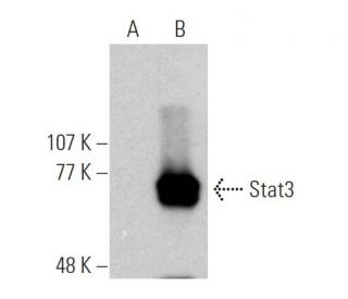 Stat3 Antibody F 2 SCBT Santa Cruz Biotechnology