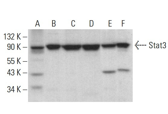 Anti-Stat3 Antibody (F-2) | SCBT - Santa Cruz Biotechnology