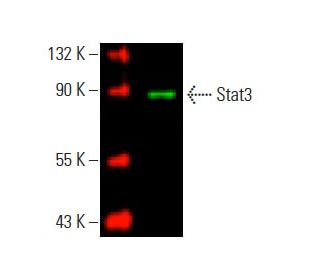 Stat3 Antibody F 2 SCBT Santa Cruz Biotechnology