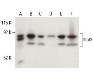 Stat3 Antibody F 2 SCBT Santa Cruz Biotechnology