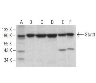 western blotting image from recommended Stat3 (F-2) monoclonal antibody replacement. Image 379674