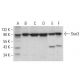 This polyclonal antibody has been discontinued. See our recommended <a href="stat3-antibody-f-2">Stat3 (F-2)</a> monoclonal antibody (sample data shown). western blotting image from recommended Stat3 (F-2) monoclonal antibody replacement. Image 379674