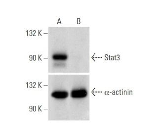 Stat3 HDR Plasmid (h): sc-400027-HDR. Western blot analysis of Stat3 expression in non-transfected control(A) and puromyciEach CRISPR/Cas9 Knockout (KO) Plasmid product consists of a pool of 3 plasmids designed to ensure identification and cleavage of a specific gene for maximum knockout efficiency. Each plasmid encodes a unique 20 nt sequence derived from the GeCKO (v2) library.