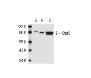 Stat3 Antibody (F-2) - Western Blotting - Image 47409