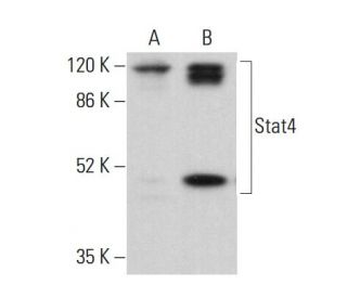 Stat4 Antibody (A-12) - Western Blotting - Image 378475 