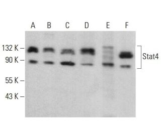western blotting image from recommended Stat4 (C-4) monoclonal antibody replacement. Image 378474