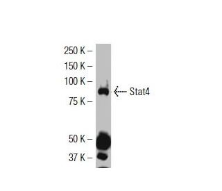 Stat4 Antibody (PL68) - Western Blotting - Image 34521 