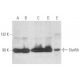 western blotting image from recommended Stat5b (G-2) monoclonal antibody replacement. Image 351316