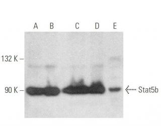 western blotting image from recommended Stat5b (G-2) monoclonal antibody replacement. Image 351316