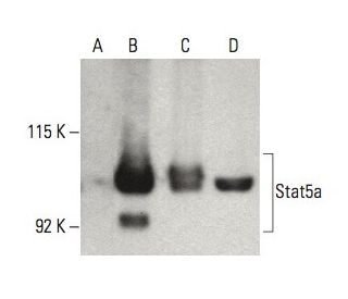 Stat5a Antibody (H-2) - Western Blotting - Image 395970 