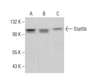 Stat5b Antibody (C-8) - Western Blotting - Image 381949The Double Nickase Plasmid features a U6 promoter for sgRNA expression, a 20 nt targeting sequence, and a gRNA scaffold to guide Cas9n. It includes a CBh promoter for Cas9n (D10A) and puromycin resistance, GFP for transfection verification, and nuclear localization signals (NLS). The 2A peptide allows co-expression of Cas9n and Puro from a single promoter, enabling precise genome editing with reduced off-target effects.