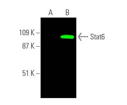 Stat6 Antibody (D-1) | SCBT - Santa Cruz Biotechnology
