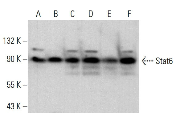 stat6-antibody-d-1-western-