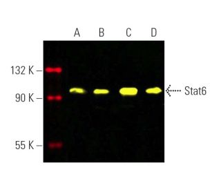 Stat6 Antibody (D-1) - Western Blotting - Image 391068 