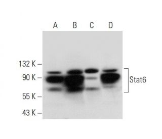 western blotting image from recommended Stat6 (D-1) monoclonal antibody replacement. Image 308182