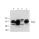 western blotting image from recommended Stat6 (D-1) monoclonal antibody replacement. Image 308182