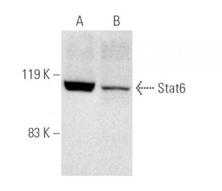 Stat6 Antibody (C-9) - Western Blotting - Image 928