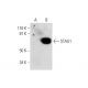 STAU1 Antibody (C-4) - Western Blotting - Image 289927