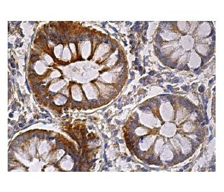 STAU1 Antibody (D-5) - Immunohistochemistry - Image 158598 