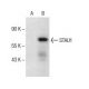 STAU1 Antibody (D-5) - Western Blotting - Image 154071