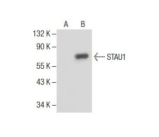 STAU1 Antibody (G-8) - Western Blotting - Image 285029