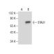 STAU1 Antibody (G-8) - Western Blotting - Image 285029