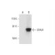 STAU1 Antibody (H-11) - Western Blotting - Image 291890