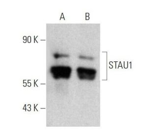 STAU1 Antibody (H-11) - Western Blotting - Image 358581 