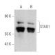 STAU1 Antibody (H-11) - Western Blotting - Image 358581 