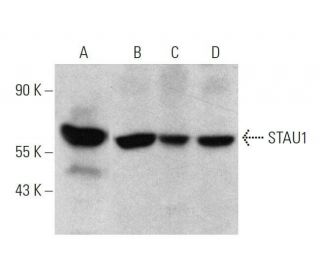 STAU1 Antibody (C-4) - Western Blotting - Image 358582Each CRISPR/Cas9 Knockout (KO) Plasmid product consists of a pool of 3 plasmids designed to ensure identification and cleavage of a specific gene for maximum knockout efficiency. Each plasmid encodes a unique 20 nt sequence derived from the GeCKO (v2) library. 