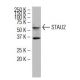 STAU2 Antibody (S-35) - Western Blotting - Image 34504 