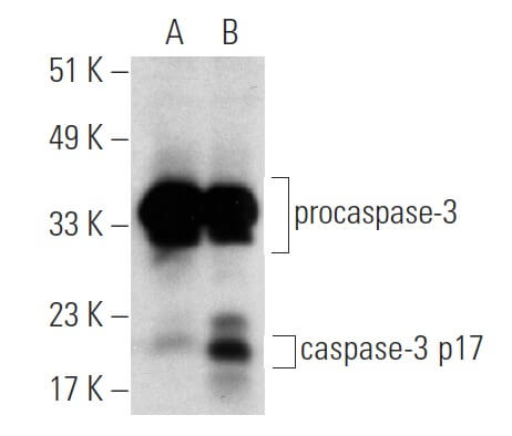 Staurosporine | CAS 62996-74-1 | SCBT - Santa Cruz Biotechnology