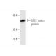 STC1 Antibody (1A3) - Western Blotting - Image 348857 