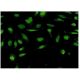immunofluorescence image from recommended STC1 (1A3) monoclonal antibody replacement. Image 351752