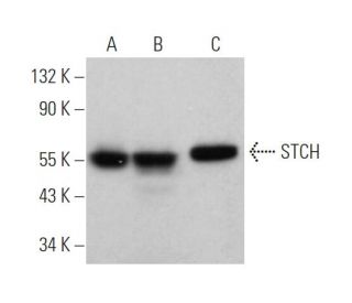 STCH Antibody (A-11) - Western Blotting - Image 374697 
