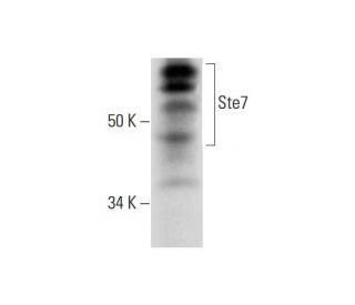 Ste7 Antibody (B-12) - Western Blotting - Image 294469